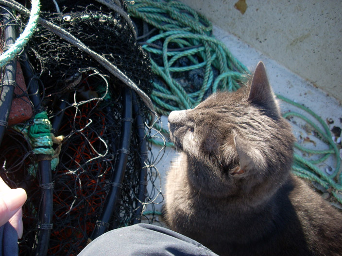 mink_katt mink_katt